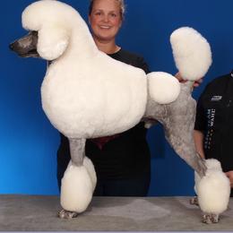 Wyatt - Poodle