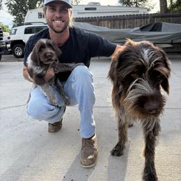 Hazy - Brown and gray female Wirehaired Pointing Griffon puppy in Fort Collins, Colorado from Gypsy Creek Griffons