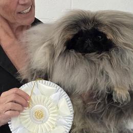 KEMPO - Pekingese