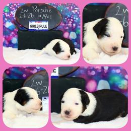 Porsche - Black tri female Toy Australian Shepherd puppy in Levelland, Texas from Once Upon a Time Aussies