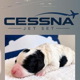 Cessna - Parti male Poodle puppy in Dallas, Texas from Cityscape Moyen Poodles