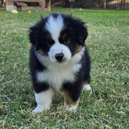 Mundi - Black tri male Miniature Australian Shepherd puppy in Fort Worth, Texas from Angela's Miniature Australian Shepherds