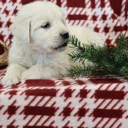 Mateo - Light golden male Golden Retriever puppy in Fredericksburg, Ohio from Golden family companion's