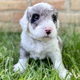 Jack - Black Collar - Merle Sheepadoodle puppy in Pataskala And Thornville, Ohio from Four Front Doodles LLC.