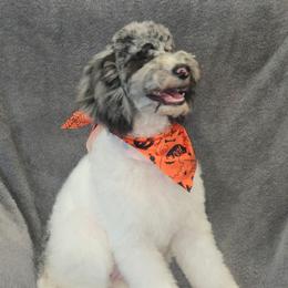 Pebbles - Merle female Sheepadoodle puppy in Heyburn, Idaho from Royal T Acres