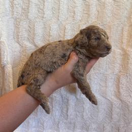 Funfetti - Merle female Goldendoodle puppy in Caldwell, Idaho from Leila Pearson