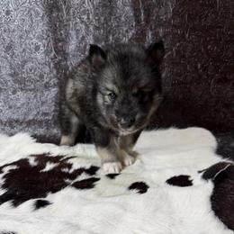 Corn - Agouti and white male Siberian Husky puppy in Folsom, Louisiana from Geaux Fluffy