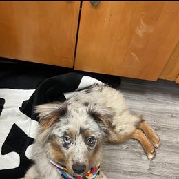 Australian Shepherd and Miniature Australian Shepherd All Grown Up from River Side Aussies