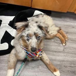 Australian Shepherd and Miniature Australian Shepherd All Grown Up from River Side Aussies