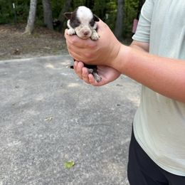 Boy 2 - Red tri male Miniature Australian Shepherd puppy in Muscadine, Alabama from B&M Miniature Australian Shepherds