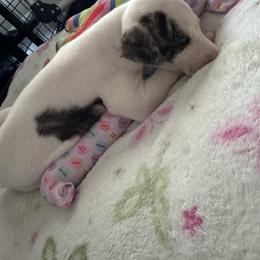 Champagne - White and fawn brindle female Whippet puppy in Winter Garden, Florida from Infinity Whippets