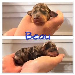 Beau - Dapple male Dachshund puppy in Aragon, Georgia from Daschunds Unlimited
