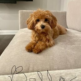 Maltipoo All Grown Up from Maltipoo FurBabies