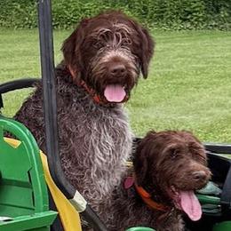 Wirehaired Pointing Griffons from Luther Smith