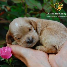Cockapoo Puppies from Chesley Hill Cockapoos