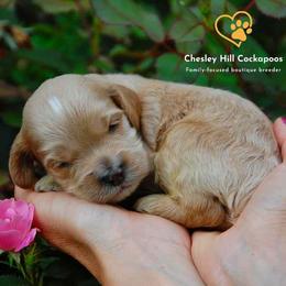 Cockapoo Puppies from Chesley Hill Cockapoos