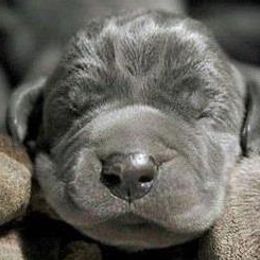 Great Danes from Marie Chambers