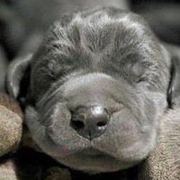 Great Danes from Marie Chambers