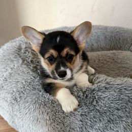 Merida - Black and tan female Pembroke Welsh Corgi puppy in Saint Johns, Florida from Colebrooke Farm