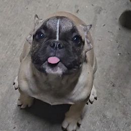 Mickey - Fawn male French Bulldog puppy in Crittenden, Kentucky from Absolute Frenchie's