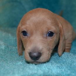Boy 1 - Wheaten male Dachshund puppy in Cherokee, Oklahoma from Special “K” Dachshunds