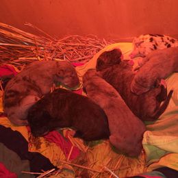 DontCry - Silver female Great Dane puppy in Street, Maryland from Grant’s Gorgeous Greats