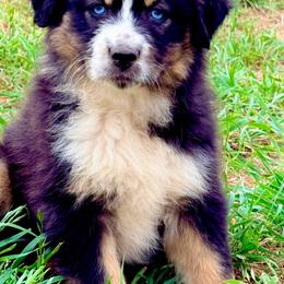 Veda - Black tri-color female Australian Shepherd puppy in Mineral Wells, Texas from A6 Australian Shepards