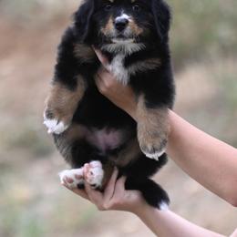 Bernese Mountain Dog, Golden Mountain Dog, and Golden Retriever Puppies from Grateful Bernese & Gage's Goldens