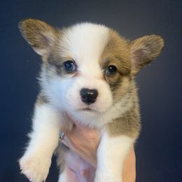 Boy 1 - Pembroke Welsh Corgi puppy from Carter’s Corgis LLC