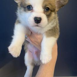 Boy 1 - Pembroke Welsh Corgi puppy from Carter’s Corgis LLC