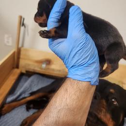 Boy1 - Black and tan male Rottweiler puppy in San Antonio, Texas from Angel Rottweilers
