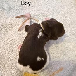 Sonny - Parti male Poodle puppy in Washington, Pennsylvania from Patriotic Poodles