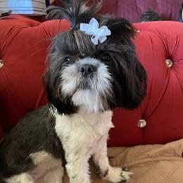 Zelda - Shih Tzu