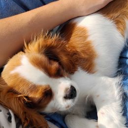 Cavalier King Charles Spaniels from Apple Blossom Cavaliers