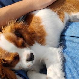 Cavalier King Charles Spaniels from Apple Blossom Cavaliers