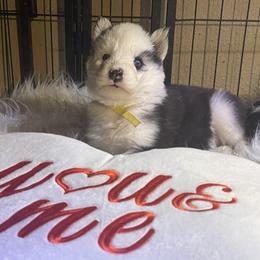 Clarabelle - Black and white female Siberian Husky puppy in Diamond Lake, Washington from Husky Haven WA