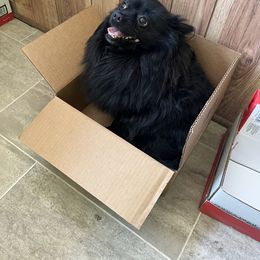 Bhear - Pomeranian
