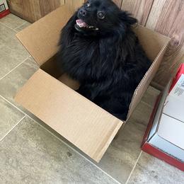 Bhear - Pomeranian