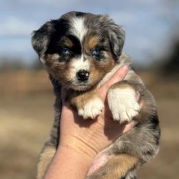 Sookie - Blue merle female Australian Shepherd puppy in Uvalda, Georgia from Happy Ours Australian Shepherds