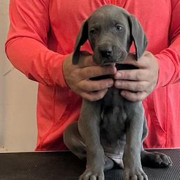 Billy - Blue male Weimaraner puppy in Aitkin, Minnesota from Whispering’s GunDogs