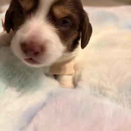 Mack - Chocolate and tan male Dachshund puppy in Bentonville, Arkansas from T & D Dachshunds by design