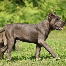 Cane Corso Puppies from Willow Creek Cane Corsos