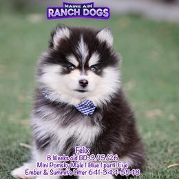 Felix - Black and white male Pomsky puppy in Humeston, Iowa from M.A.R. Dogs