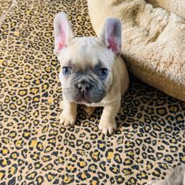 Rey - Fawn female French Bulldog puppy in Spokane, Washington from 47 North Frenchies, LLC