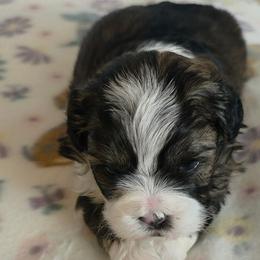 Shihpoos and Shih Tzus from Robert Elkin