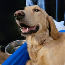 Butters - Golden Retriever