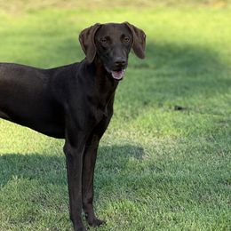 German Shorthaired Pointers and Weimaraners from Whispering Weimaraners & Muddy River GSPs