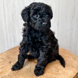 Mariah Carey - Black and white female Aussiedoodle puppy in Arlington, Washington from Doodle Love Laugh