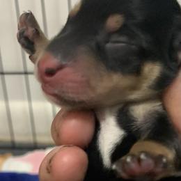 Female 2 black and tan smooth coat - Black and tan female Dachshund puppy in Bethany, Connecticut from Mardox Dachshunds