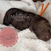 Australian Labradoodle, Double Doodle, Goldendoodle, and Labradoodle Puppies from Lake Mountain Doodle